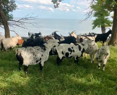 Fainting Goats for Sale, View more