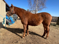 Registered 17 year old Canadian Warmblood mare 