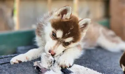 Roots N Wings Pomskies has 4 gorgeous chocolate pomsky puppies! Our puppies are raised around noises...