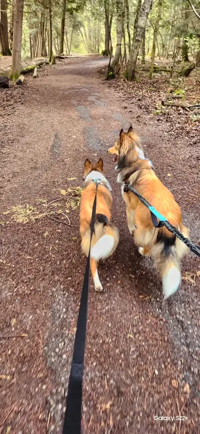 Hi there my name is Courtney im 23, I'm starting up dog walking in the whitby area. I also do pet si...