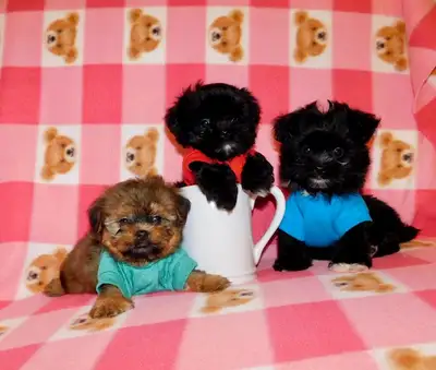 Tiny toy maltipoo puppies, View more