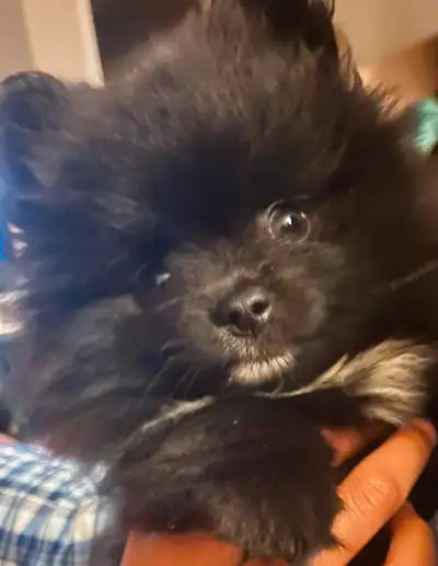 Meet Your New Best Friend: Playful Pomeranian Puppies! ❤️, View more