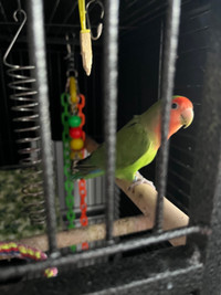 Two Lovebirds, Cage and Accessories 