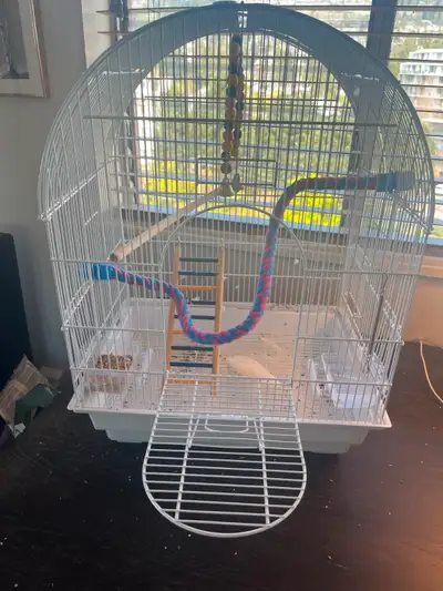 Fun loving frisky 1yr old blue and white budgie looking for new home. Might benefit from some friend...