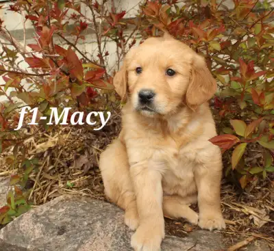 *Call or text please * This beautiful litter of golden retriever pups is ready to find their forever...