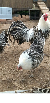 Purebred Silver Deathlayer chicks and hatching eggs 