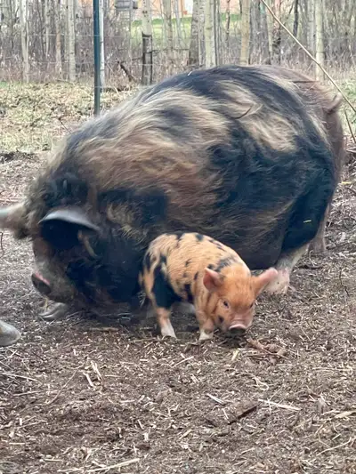 Kunekune breeding program for sale or pigs/piglets available individually. We have piglets from 4 we...