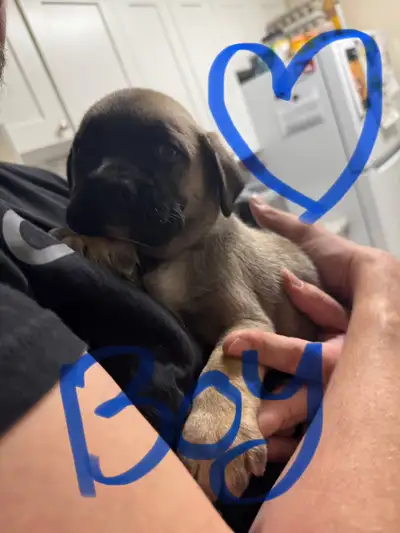 Puppies For Sale., View more