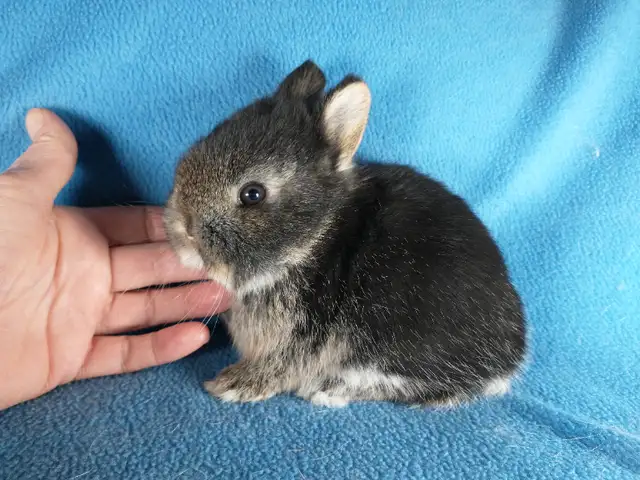 Bébé lapin blanc yeux bleus tête de lion nain *. Blue eyed bunny in Small Animals for Rehoming in City of Montréal - Image 6