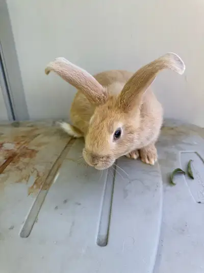 Flemish giant rabbit , View more