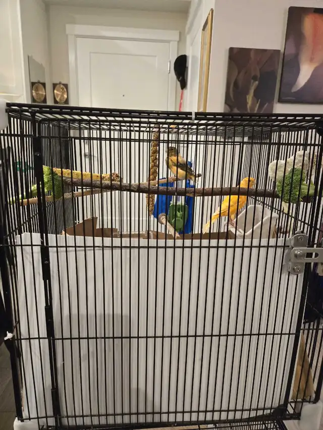 canary birds for sale  in Birds for Rehoming in Tricities/Pitt/Maple - Image 4