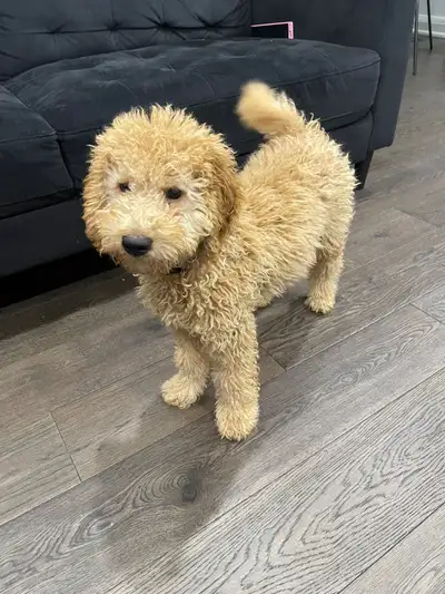 Potty trained Mini Golden doodle , View more