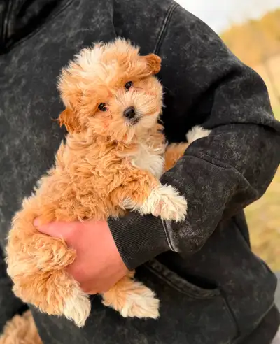 Adorable Maltipoo Puppies — 2 girls & 2 boys, View more