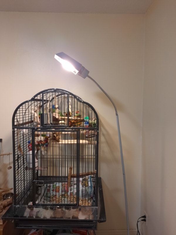 Female senegal parrot for sale with cage Birds for Rehoming