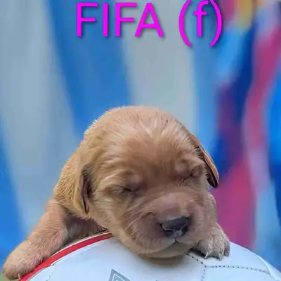pure-bred Golden Retriever puppies , View more