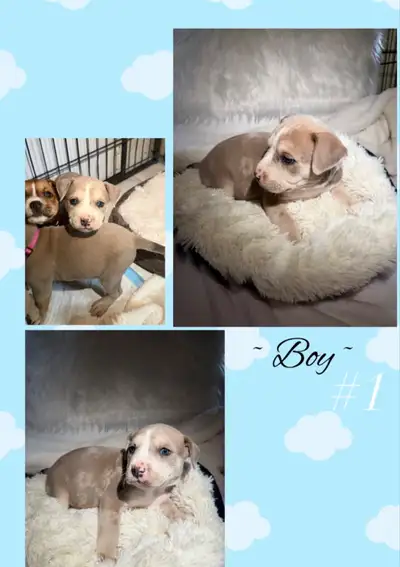 puppies looking for 4ever homes!!, View more