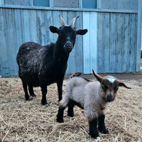 Pygmy/Fainting Goat Mixes - Mother and Two Sons 