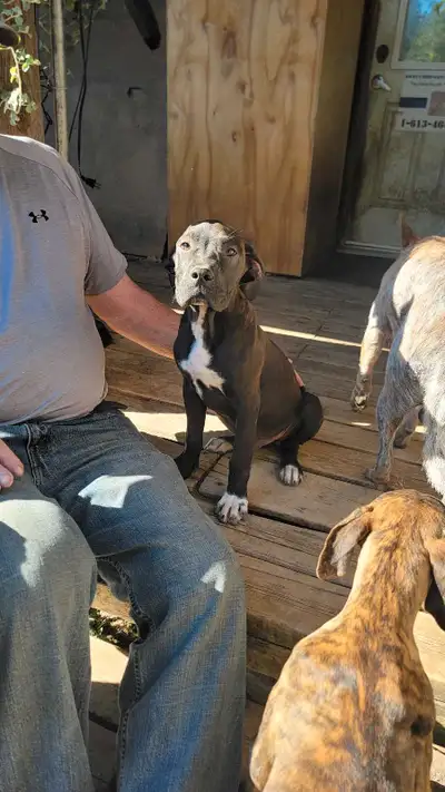 Delivery Available! Ad will be updated as puppies are sold. If ad is still up, there are still pups....