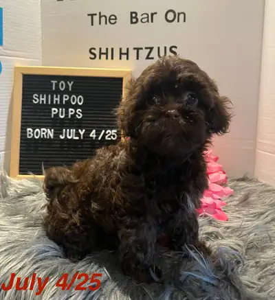 Weekend sale Toy Shih-Poo  Puppies one left female, View more