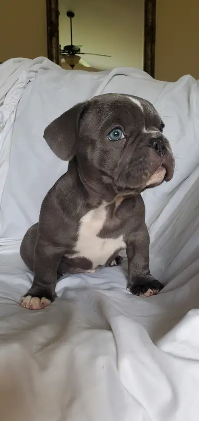 AdoraBULL Micro American Puppies, View more