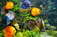 Aquarium, Fish Tank Cleaning and Maintenance Services in GTA