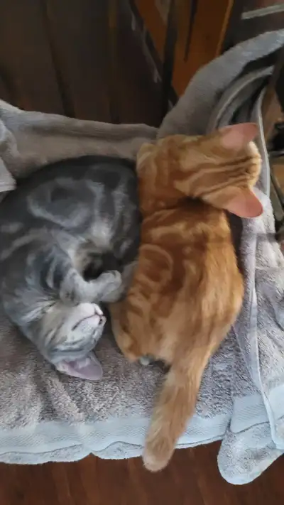 Sweet cute mousers, View more