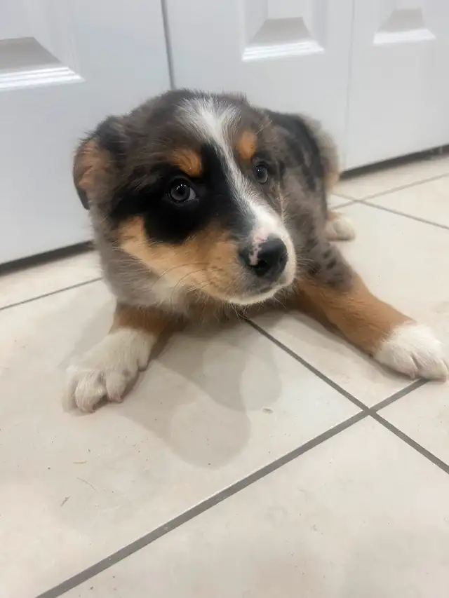 Mini Australian Shepard puppies ready for homes in Dogs & Puppies for Rehoming in Oakville / Halton Region - Image 7