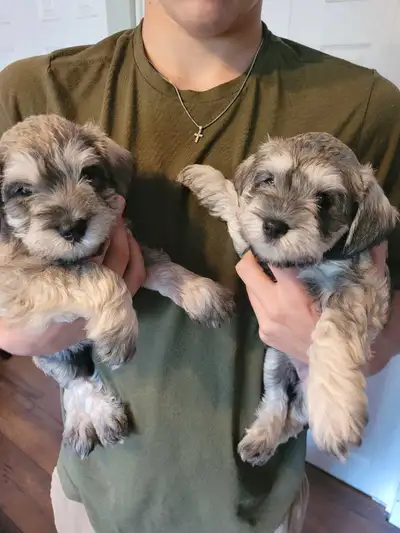 We have 4 girls and 2 boys available. Ready for there new home around June 8. They will have receive...