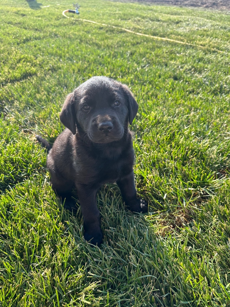 German shepherd/Black lab mix Dogs & Puppies for Rehoming City of