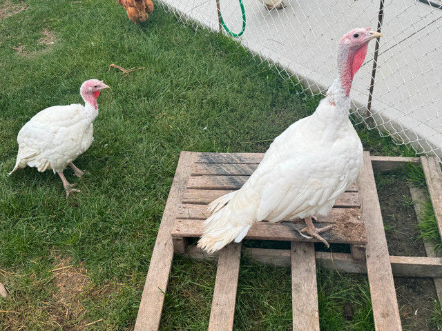Turkeys in Livestock in Hamilton - Image 2