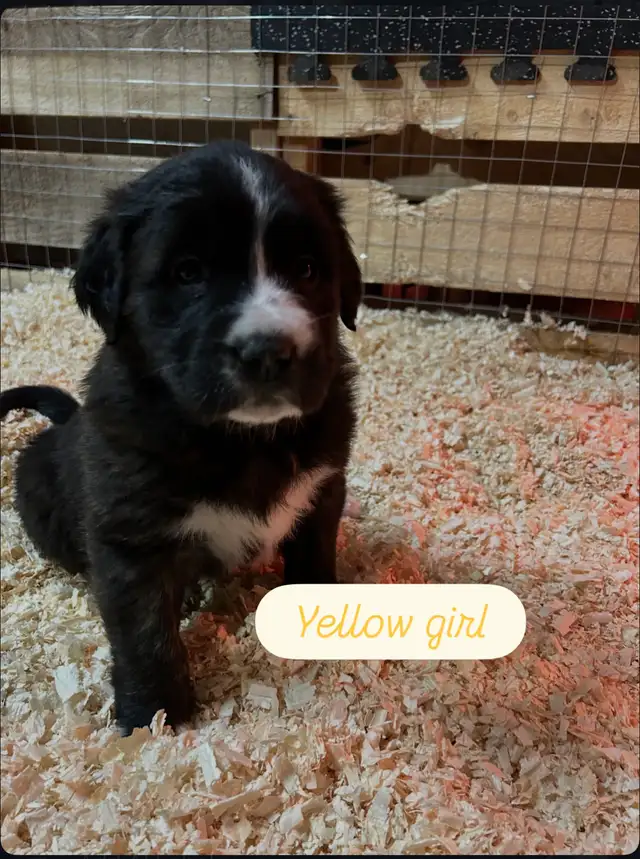 Saint Bernard mix puppies! in Dogs & Puppies for Rehoming in Winnipeg - Image 3