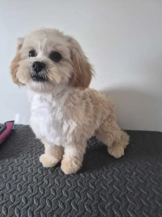 Toy shihtzu poodle..Only one puppy left in Dogs & Puppies for Rehoming in Winnipeg - Image 8