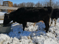 Holstein/Angus 2nd calver