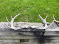 Deer antlers from shed
