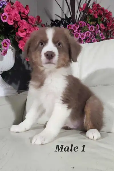 Australian Shepherd Puppies, View more