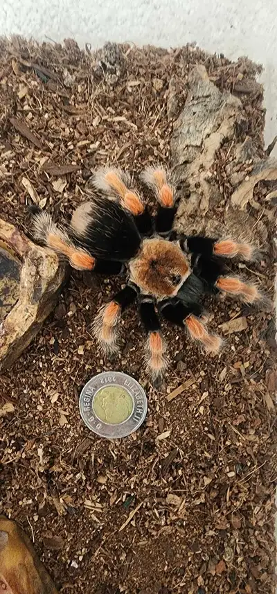 Tarantula, View more