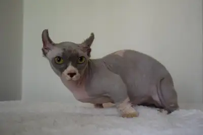 Dwelf Sphynx  Lavender bicolour TICA Registered Purebred  Male, View more