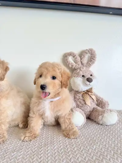 Two Adorable Bichon Poodle Puppies Ready To Go, View more