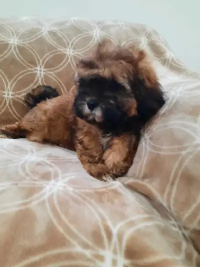 Shih Tzu puppies, View more