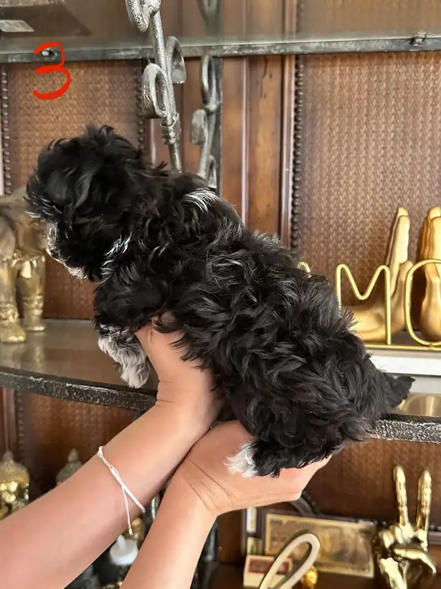 morkies male in Dogs & Puppies for Rehoming in Gatineau - Image 6
