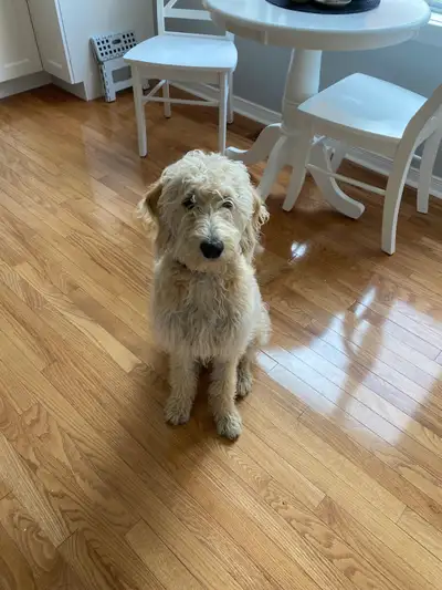 Beautiful six month old Labradoodle., View more
