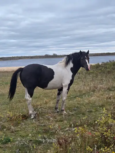 7yr old paint percheron stud.., View more