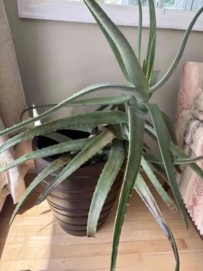 Large Aloe Plant – $50, View more