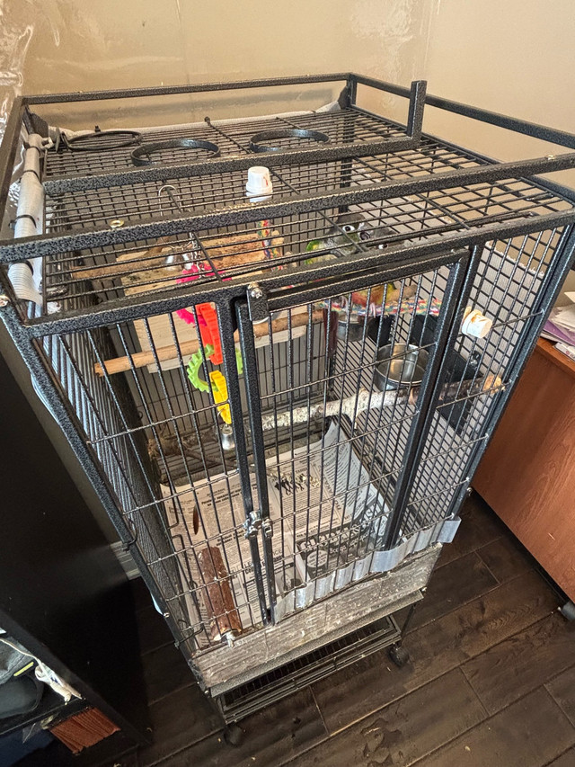 Pare of Greenchick conures in Birds for Rehoming in Markham / York Region - Image 4