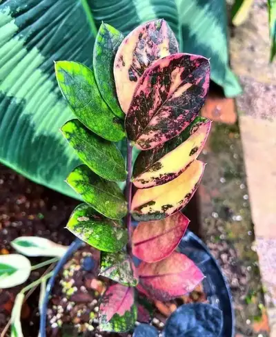 Grosse bulbe zamioculas cherry pink, View more