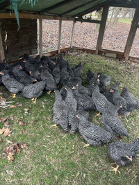 Barred rock hens