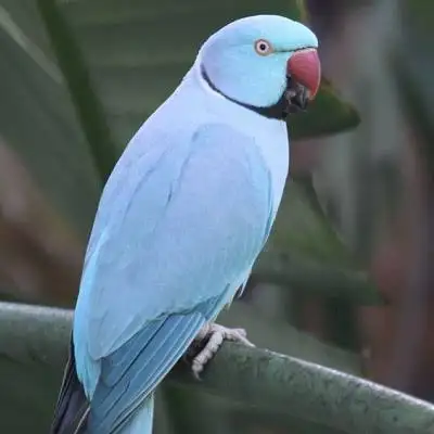 Hello! I’m looking for a male Indian ringneck. Im not looking for a specific age group or colour, as...