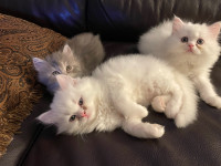 Purebred White persian kittens for sale