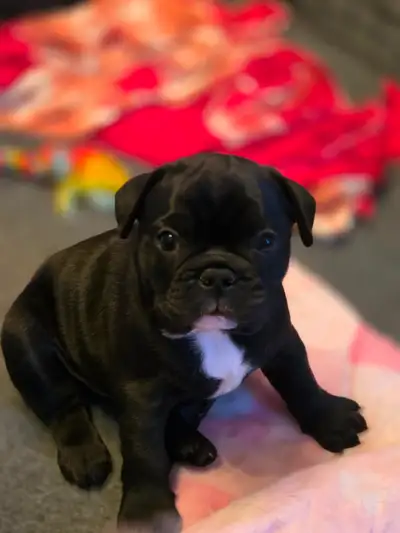 Frenchton 25/75, View more