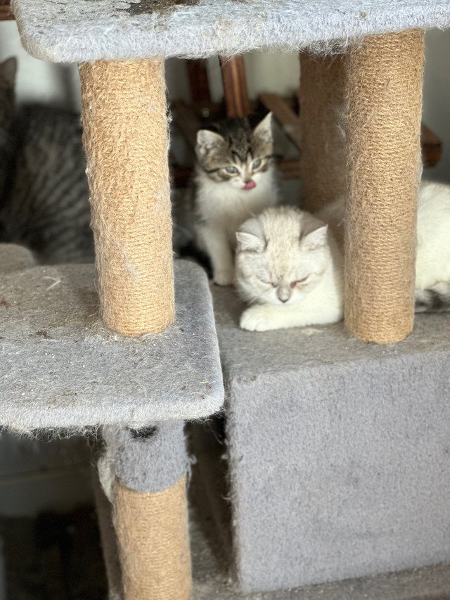 Pure ragdoll kitten dans Chats et chatons à adopter  à Ouest de l’Île - Image 3